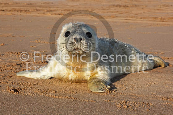 Grey seal 176 (Halichoerus grypus)