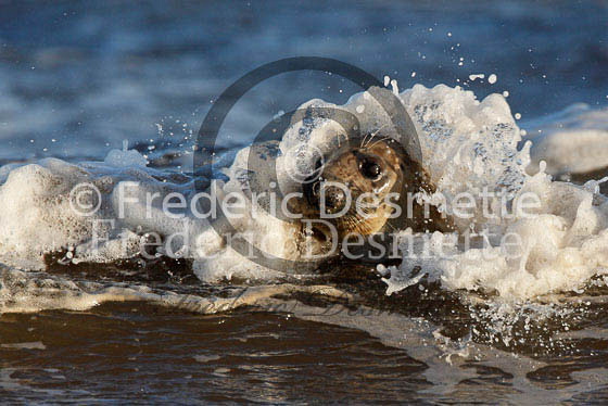 Common seal 61 (Phoca vitulina)