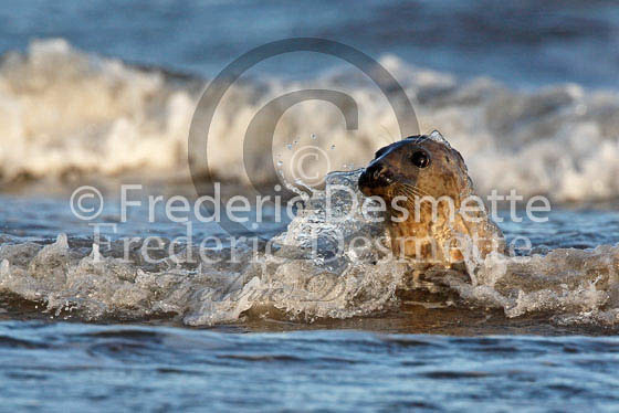 Common seal 65 (Phoca vitulina)