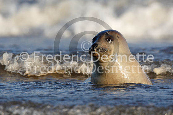 Common seal 67 (Phoca vitulina)