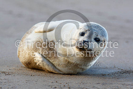 Common seal 73 (Phoca vitulina)