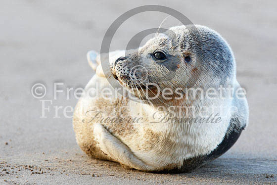 Common seal 74 (Phoca vitulina)