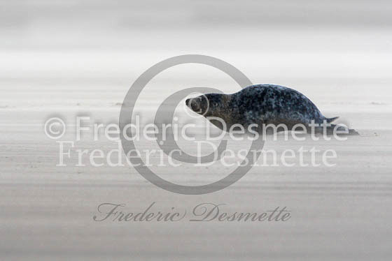 Grey seal 209 (Halichoerus grypus)