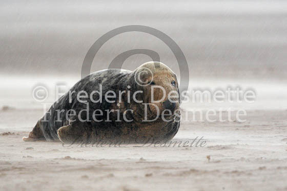 Grey seal 210 (Halichoerus grypus)