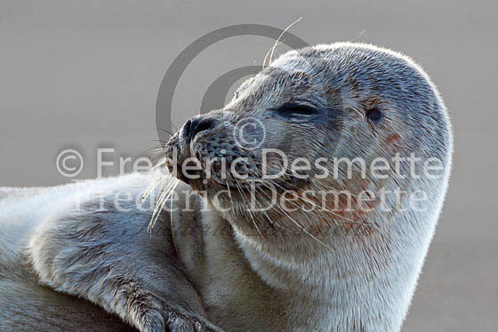 Common seal 70 (Phoca vitulina)