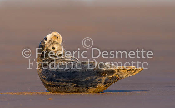 Common seal 100 (Phoca vitulina)-2