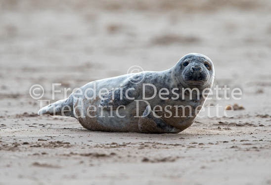 Common seal 83 (Phoca vitulina)-2