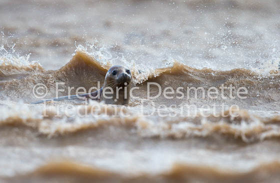 Grey seal 260 (Halichoerus grypus)-2