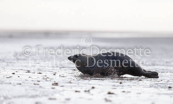 Grey seal 222 (Halichoreus grypus)-2