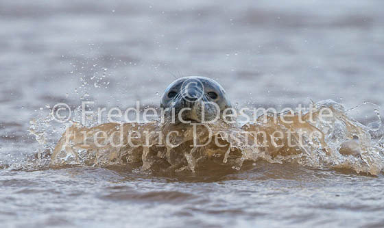 Common seal 90 (Phoca vitulina)-2