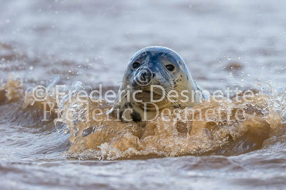 Common seal 75 (Phoca vitulina)-2