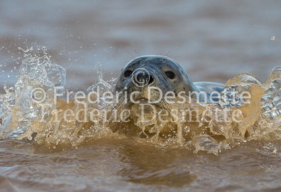 Common seal 81 (Phoca vitulina)-2