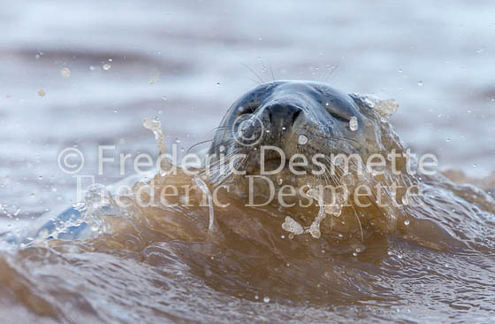 Common seal 78 (Phoca vitulina)-2
