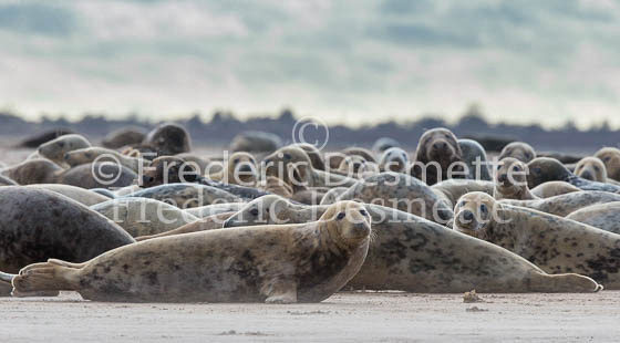 Grey seal 268 (Halichoerus grypus)-2