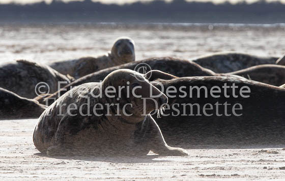 Grey seal 253 (Halichoerus grypus)-2
