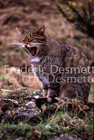 wild cat 10 (Felis silvestris)
