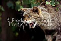 wild cat 9 (Felis silvestris)