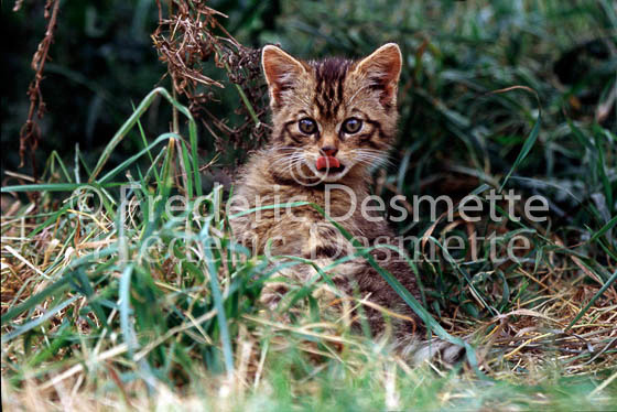 wild cat 4 (Felis silvestris)