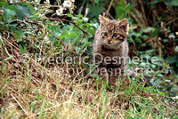 wild cat 5 (Felis silvestris)