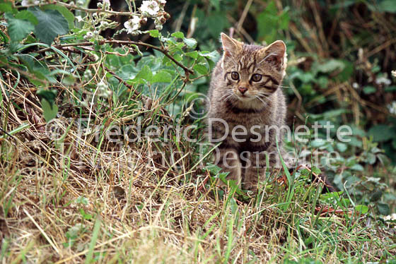 wild cat 5 (Felis silvestris)