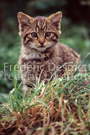 wild cat 6 (Felis silvestris)