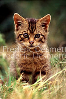wild cat 7 (Felis silvestris)