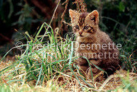 wild cat 8 (Felis silvestris)