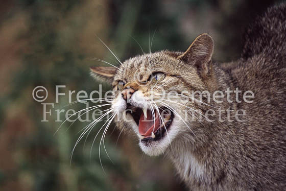 wild cat 2 (Felis silvestris)