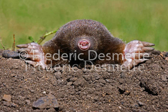 Common mole 5 (Talpa europaea)