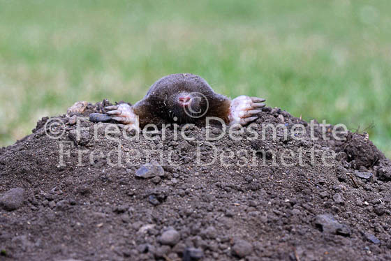 Common mole 2 (Talpa europaea)