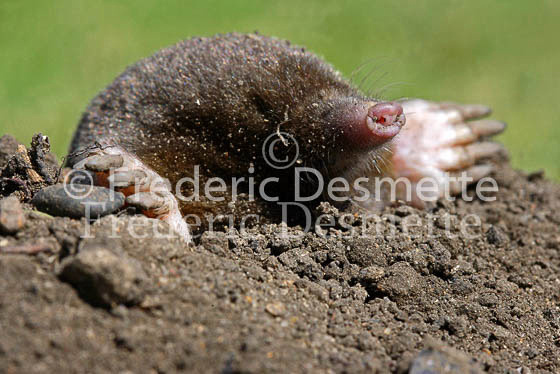 Common mole 3 (Talpa europaea)