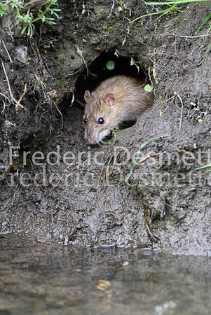 Brown rat 1 (Rattus norvegicus)