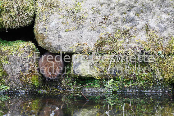 Water vole 3 (Arvicola terrestris)