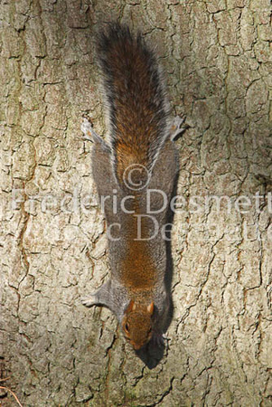 Grey squirrel 2 (Sciurus carolinensis)