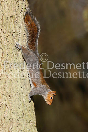 Grey squirrel 1 (Sciurus carolinensis)