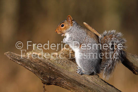 Grey squirrel 13 (Sciurus carolinensis)