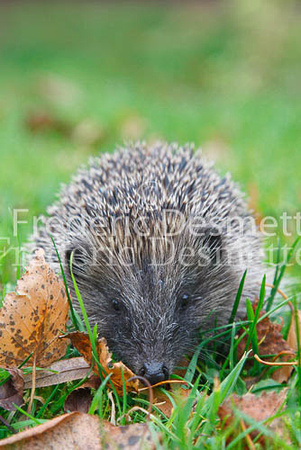 Western Hedgehog 1 (Erinaceus europaeus)