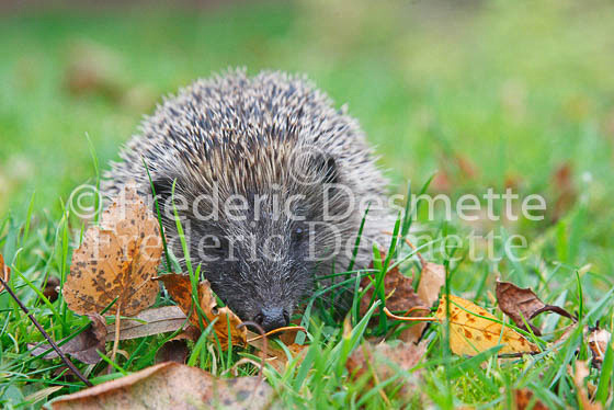 Western Hedgehog 3 (Erinaceus europaeus)