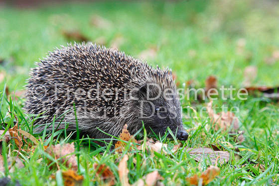 Western Hedgehog 2 (Erinaceus europaeus)