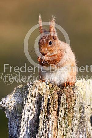 Red squirrel 7 (Sciurus vulgaris)