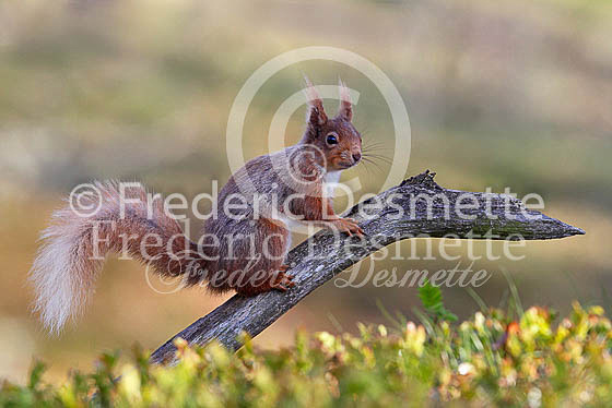 Red squirrel 6 (Sciurus vulgaris)