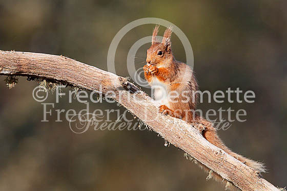 Red squirrel 9 (Sciurus vulgaris)