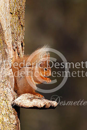 Red squirrel 10 (Sciurus vulgaris)