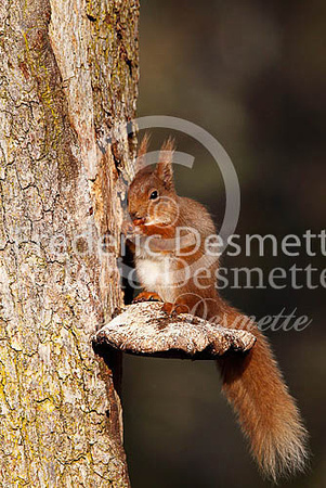Red squirrel 11 (Sciurus vulgaris)