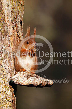 Red squirrel 12 (Sciurus vulgaris)