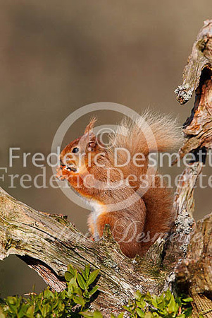 Red squirrel 14 (Sciurus vulgaris)