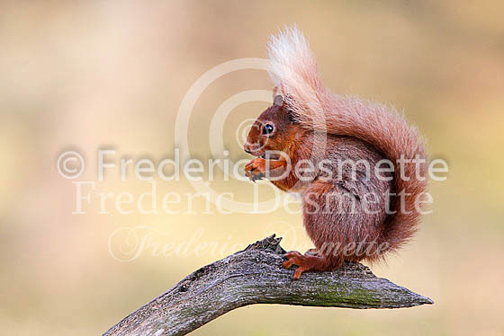 Red squirrel 17 (Sciurus vulgaris)