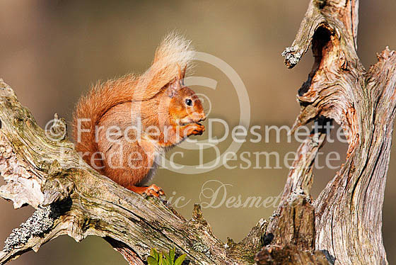 Red squirrel 19 (Sciurus vulgaris)