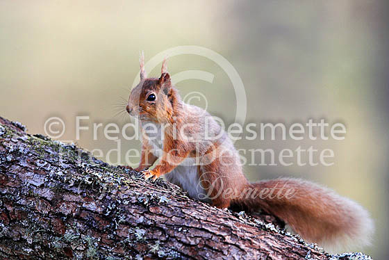 Red squirrel 22 (Sciurus vulgaris)