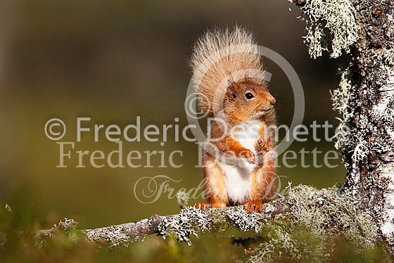 Red squirrel 29 (Sciurus vulgaris)